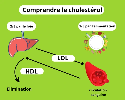 Comprendre le cholestérol