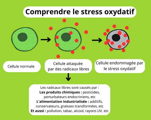 Comprendre Stress oxydatif