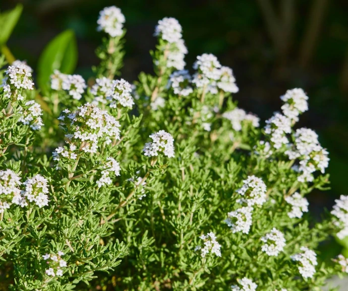 Pied de thym en fleur