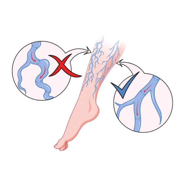 Circulation sanguine