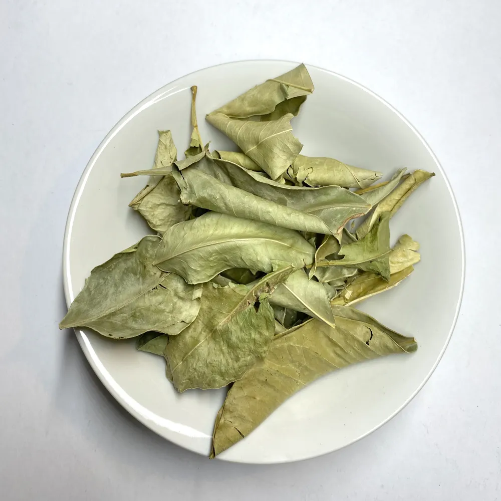 PlanteOrangerFeuilles.webp