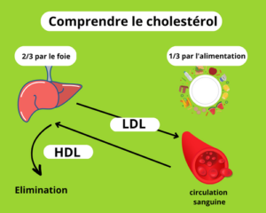 cholestérol