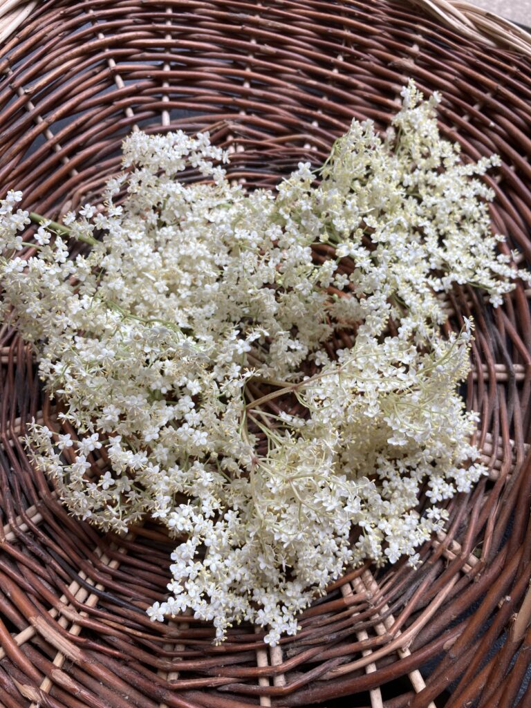 fleurs de Sureau